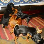 Dogs on blanket playing.