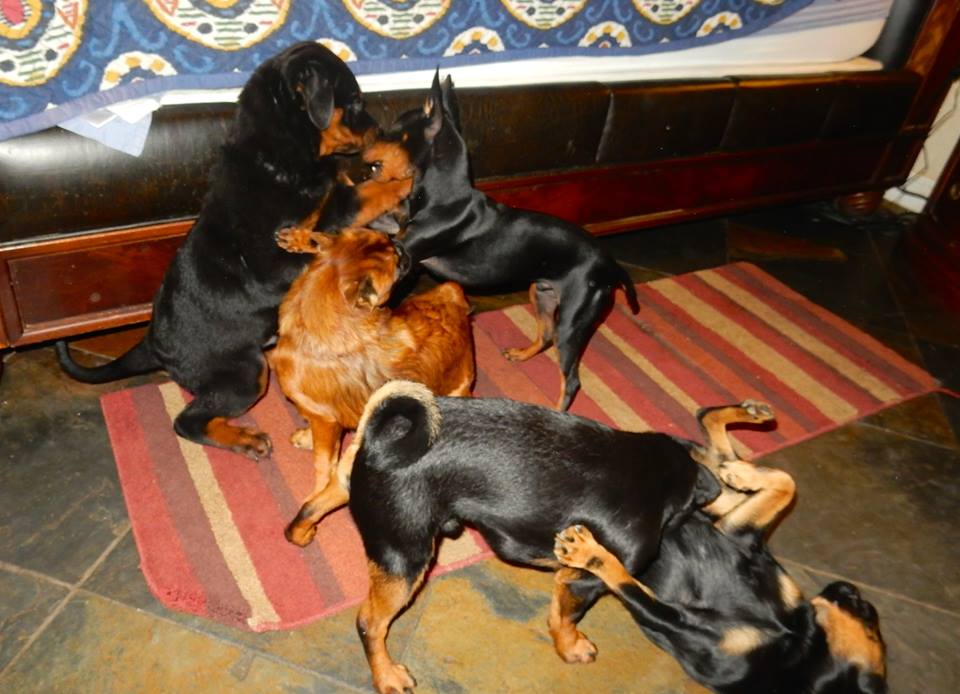 Dogs on blanket playing.