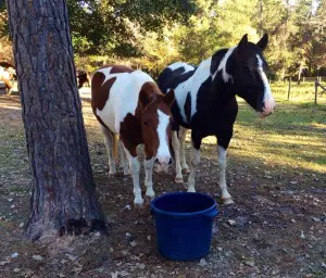 Horses near tree and water bucket.