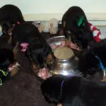 Puppies around food bowl.