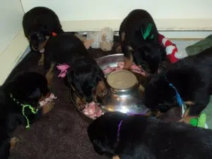 Puppies around food bowl.
