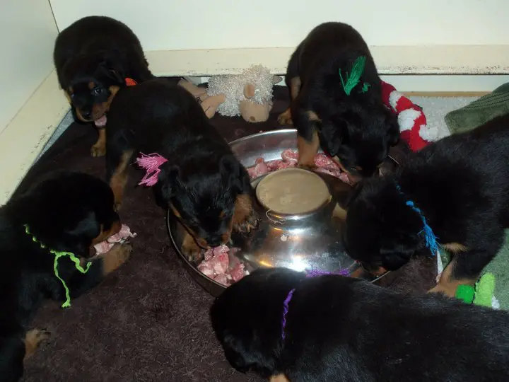 Puppies around food bowl.