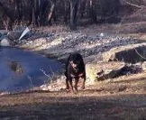 Are There Diet Differences for Toy, Large and Giant Breeds of Dogs?