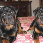 Buck and Daisy on Bed