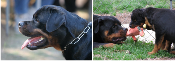 Lew's rottwilers