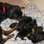 Mother dog and puppies.