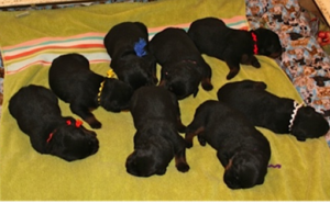 newborn pups