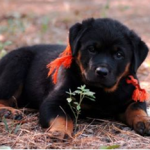 partially_grown_puppy