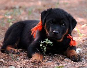 partially_grown_puppy