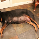 pregnant_dog