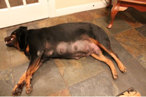pregnant_dog