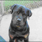 Nibbler two days later