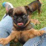 Economy and Feeding Your Dog