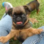 Economy and Feeding Your Dog