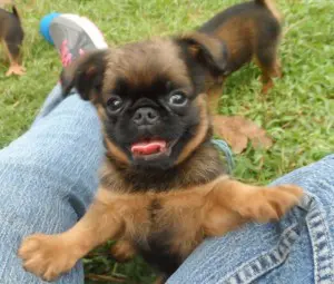 2sep2015-puppy-climbing-humanorig
