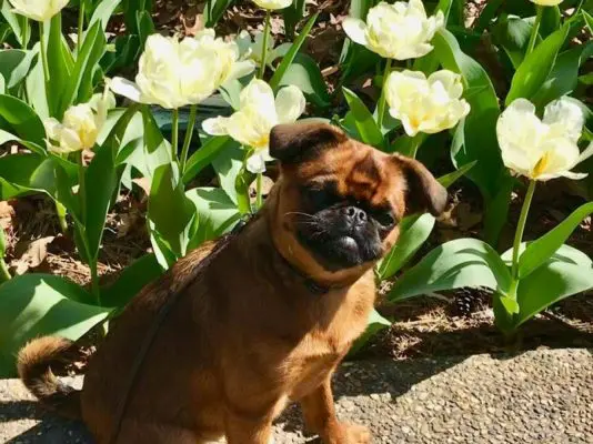 What is in Grocery Store Meat and Is It Safe for My Dogs?