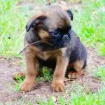 Improving Brain Function, Memory and Cognition in Dogs