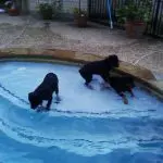 Basic Supplements for Daily Use in Your Dog’s Diet