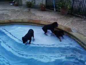 Basic Supplements for Daily Use in Your Dog’s Diet