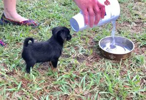 Why is My Dog Itching So Much?