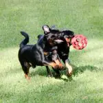 Griffens playing with toy