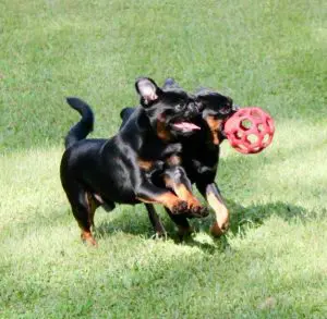 Griffens playing with toy