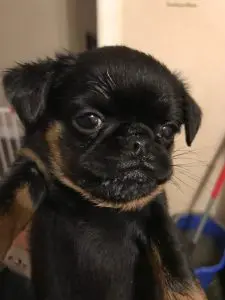 puppy dog face