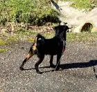 Some Thoughts on Bones, Teeth, Kibble and Carbs!