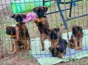 Why Vegetarian and Vegan Diets are NOT Recommended for Dogs