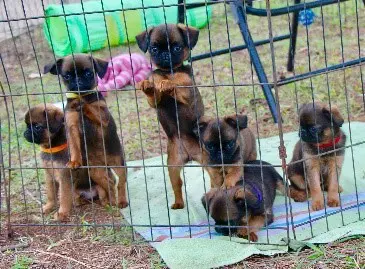 Why Vegetarian and Vegan Diets are NOT Recommended for Dogs