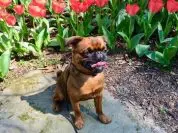 Bones, How to Feed Them to Your Dog and Which Bones to Use!