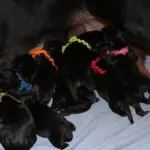 Dog Probiotics