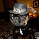 Heart Healthy Supplements and Diet for Your Dog!
