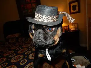 Heart Healthy Supplements and Diet for Your Dog!