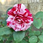 Drake: The Dog With Three Legs