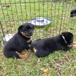 Does Your Dog Have IBD? What is it, how to diagnose it and how can diet help?