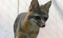 Fox