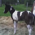 Danny horse