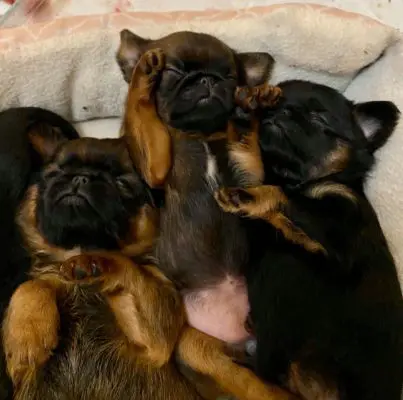 Diet and History Information on Feeding Dogs