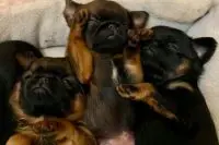 Diet and History Information on Feeding Dogs