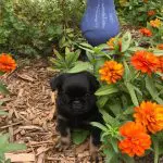 Why Does My Dog Have Gas?