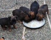 Mixing Fresh Food with Kibble
