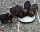 Mixing Fresh Food with Kibble