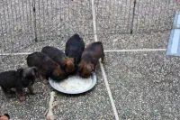 What Does Your Dog Need in Supplements? Calcium? Minerals? Vitamins? That and more questions answered.