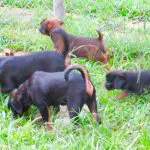 Pancreatitis and Diet