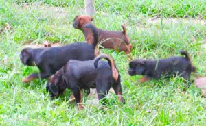 Worried About Feeding Your Dog a Balanced Diet – Let me Help! Part Three