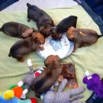 Worried About Feeding Your Dog a Balanced Diet? Let Me Help! – Part One
