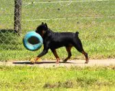 Puppies and Cooked Diet