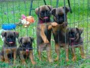 Brown Spots on the Lawn! What can you do? And what about Lawn Chemicals