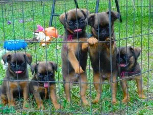 Brown Spots on the Lawn! What can you do? And what about Lawn Chemicals